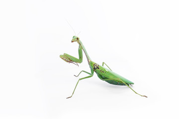 A female mantis on a white background