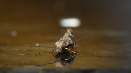 Éste insecto es llamado Nemapogon o Polilla
