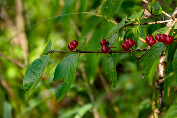 Lonicera alpigena - mountain red berries 