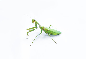 A female mantis on a white background