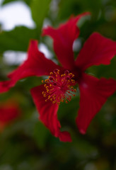 Reproductive close up Red Flower Hibiscus Rose of Sharon Portrait photography