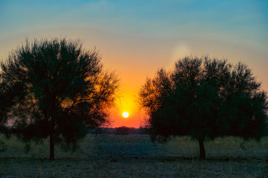 &Aacute;rbol de Carnada con el sol detr&aacute;s al atardecer
