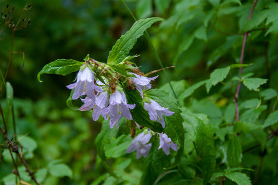 Campanula barbata or a blue moutain flower