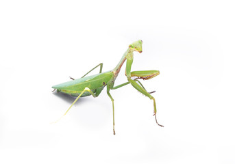 A female mantis on a white background