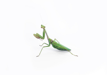 A female mantis on a white background