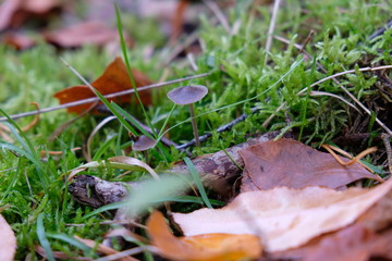Pilzwald im Herbst
