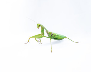A female mantis on a white background