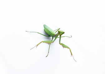 A female mantis on a white background