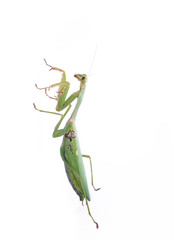 A female mantis on a white background