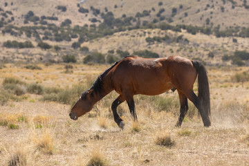 Beuatiful Wild Horse in the Utah Desert