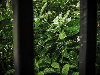 green leaves on a fence