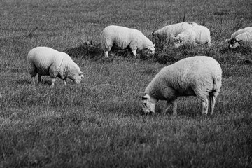 Naklejka premium Sheep and lamb in the field