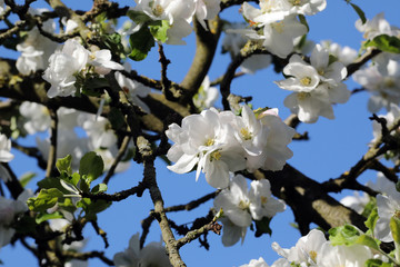 Old apple tree with white blossoms