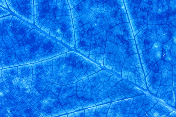 Blue color abstract macro texture leaf close up