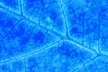 Blue color abstract macro texture leaf close up