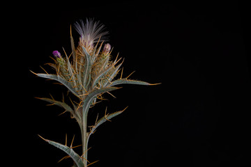 Blooming prickly plant on a black background. Macro photo. A plant with thorns blooms. Rough texture of the leaves. Long yellow spines. Green plant with lilac flowers. Small details close up