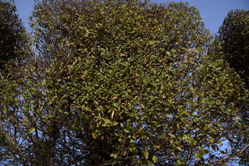 Allphotokz Taldykorgan Wood 20151110 7254 D810 S