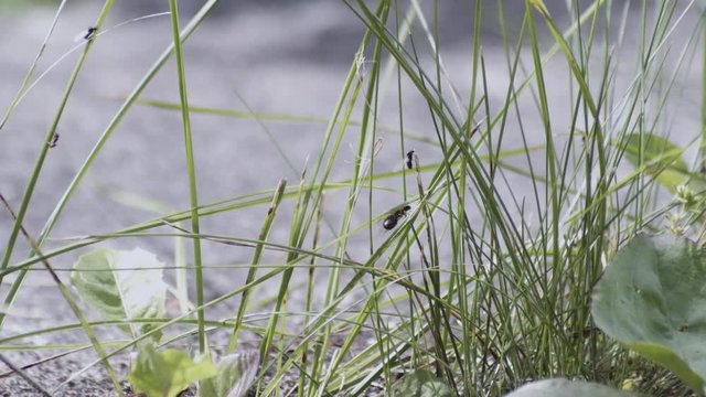 Flying ant day or Nuptial Flight. Ants with wings coming outside and flying around leaving their colonies to create new.