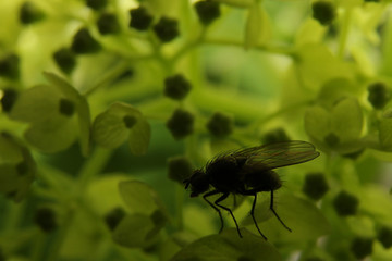 green background with a fly