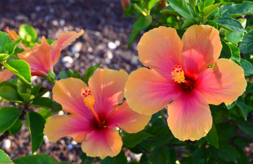 Obraz na płótnie Canvas Orange Hibiscus flowers (China rose,Chinese hibiscus,Hawaiian hibiscus) in tropical garden of Tenerife,Canary Islands,Spain.Floral background.Selective focus.