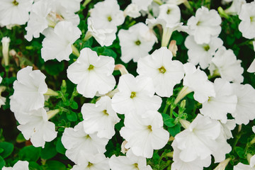 Close-up flowers of white petunias. High quality photo