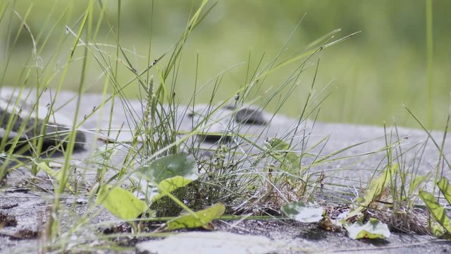 Flying ant day or Nuptial Flight. Ants with wings coming outside and flying around leaving their colonies to create new.