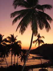 Fototapeta na wymiar black silhouettes of palm trees, evening view, coast and sunset sky