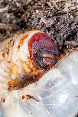 beetle larva, grub worms, allomyrina dichotoma larvae