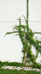Green creeping plant on building in China
