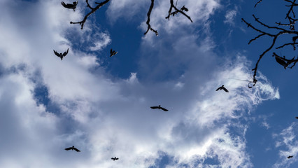 Black birds and blue cloudy sky
