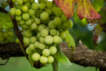 Young Green Grapes On The Vine, Braga, Portugal