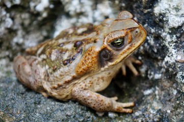Close up of toad on cement floor. Brazilian toad.
