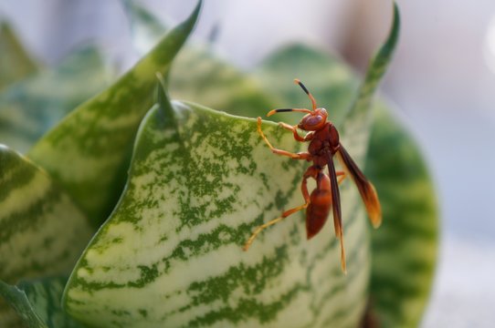 Red Brazilian wasp on a plant (Marimbondo insect). 
