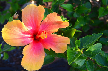 Orange Hibiscus flower (China rose,Chinese hibiscus,Hawaiian hibiscus) in tropical garden of Tenerife,Canary Islands,Spain.Floral background.