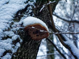 cloudy winter day in the forest, Moscow