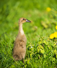 little domestic gray duckling sitting in green grass
