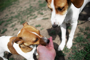 The owner feeds two dogs with his hands. The owner gives the dogs food with his hands on the street. The concept of training and rewards.