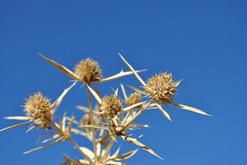 Obraz premium Eryngium campestre (known as field eryngo) dry twigs on bright blue sky background