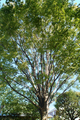 世田谷区立西原公園の巨木