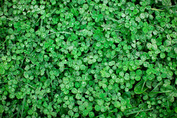 Obraz premium Background of green clover leaves with drops of dew or rain on it