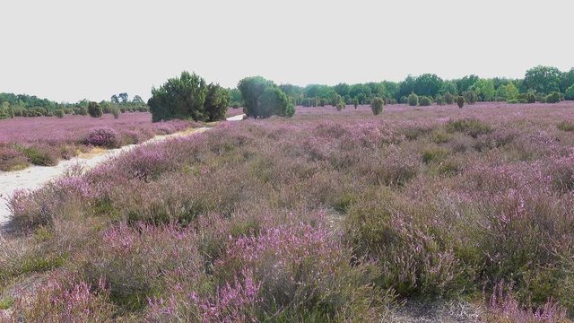 Sandy path in the blooming North German heath near Lueneburg