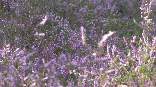 Zoom out from the blooming heather to the heath with juniper bushes