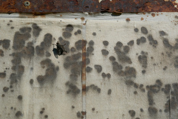 Old beige/gray paper texture, antique, spots, streaks with  fly.	