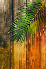 Tropical palm leaves on wood background. Summer concept.