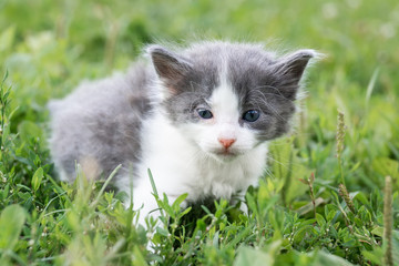 Plakat kitten on the grass..