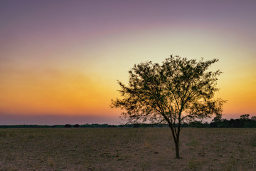 Fototapeta na wymiar Árbol de Algarrobo al atardecer en paisaje de color magenta