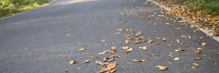 Fototapeta na wymiar Panoramic image. Asphalt road during autumn time with leaves