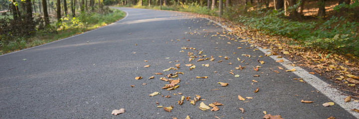 Panoramic image. Asphalt road during autumn time with leaves