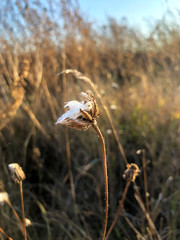 Seed pod with white fluffy fiber, close-up view. Natural dried flower. Autumn dry grass with spider web thread. Mobile photo