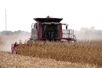 Harvesting corn in the summer in New Braunfels, TX